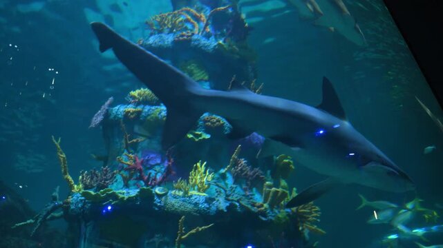 Large sand tiger shark (Carcharias taurus) swimming in a large aquarium