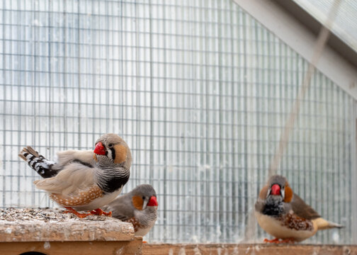 Zebra finch birds sitting on wooden beam indoors