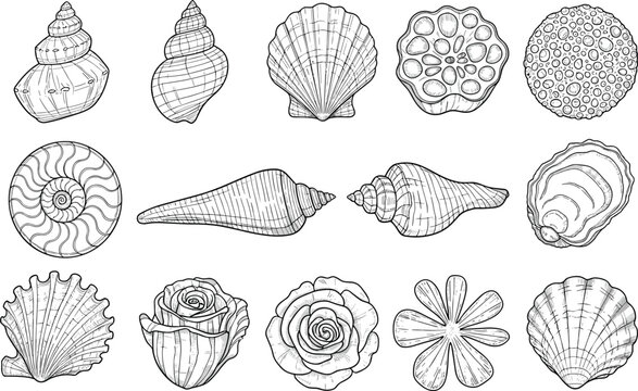 Sea shell vector vector icon set with hand drawn sketch elements of marine mollusks and ocean fossils