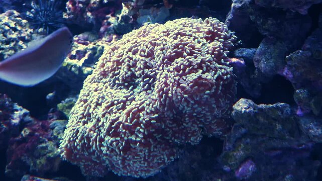 A Bubble Coral (Physogyra sp.) or a Torch Coral (Euphyllia sp.), which are common large-polyp stony corals found in marine aquariums.