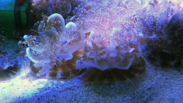 Upside-down jellyfish (Cassiopea sp.) resting bell-down on the seafloor. They often resemble sea anemones and typically remain sessile, with the oral surface oriented upward.