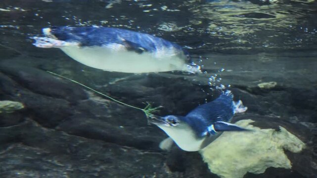 Underwater play behavior of Little Penguins (Eudyptula minor), also known as Blue Penguins or Fairy Penguins, the smallest penguin species in the world.