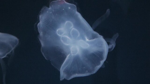 A morphological mutation in the moon jellyfish, Aurelia aurita, exhibiting six rounded gonads and a distorted bell morphology.