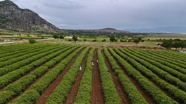 Workers harvest roses across a sloped rose garden, with green rows, soil paths, trees, and a forested background emphasizing natural rose production and authentic agricultural stock scenery.