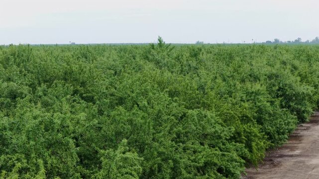 Dense almond orchard rows stretch across Fresno farmland, with lush green canopy lining narrow dirt pathway beneath hazy overcast Central Valley sky. California, USA. Aerial drone view.