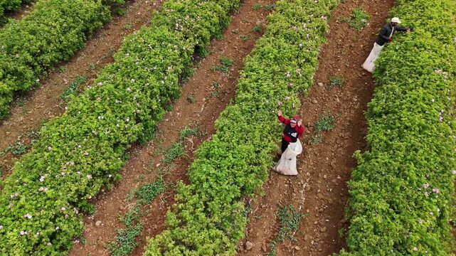 Workers harvest roses across a sloped rose garden, with green rows, soil paths, trees, and a forested background emphasizing natural rose production and authentic agricultural stock scenery.
