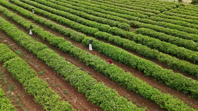 Workers harvest roses across a sloped rose garden, with green rows, soil paths, trees, and a forested background emphasizing natural rose production and authentic agricultural stock scenery.