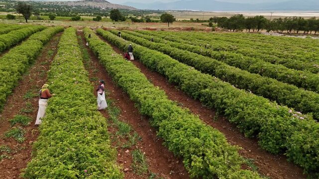 Workers harvest roses across a sloped rose garden, with green rows, soil paths, trees, and a forested background emphasizing natural rose production and authentic agricultural stock scenery.