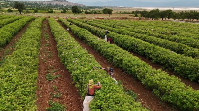 Workers harvest roses across a sloped rose garden, with green rows, soil paths, trees, and a forested background emphasizing natural rose production and authentic agricultural stock scenery.