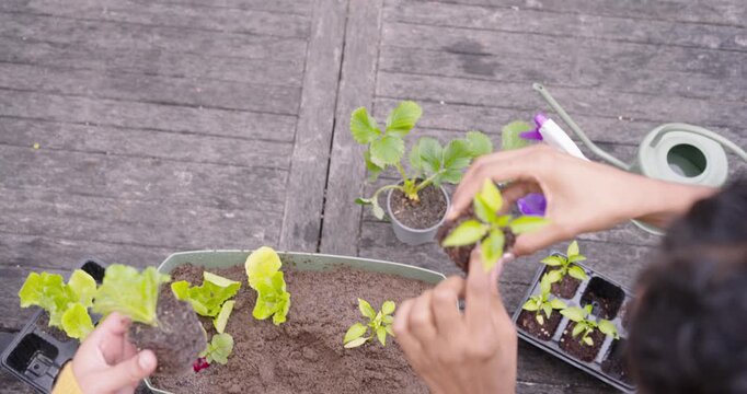 African American women holding seedling, loosening soil, planting into planter on patio for garden