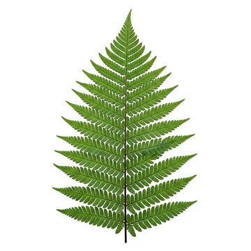 Vibrant green fern frond isolated on a transparent background. Ideal for botanical designs, nature themes, tropical illustrations, eco-friendly concepts, branding, product packaging, and creative grap