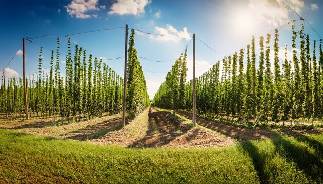 Hops Field On A Sunny Summer Day