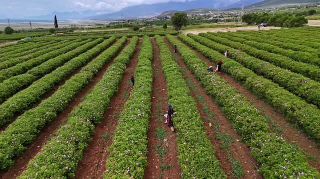 High angle view of workers harvesting roses in organized green plantation rows, capturing agricultural labor, rose cultivation, seasonal harvest, and natural rural landscape across a wide farming area