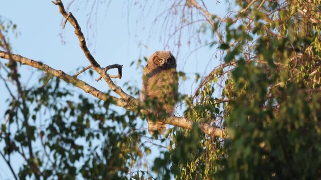 Great horned own fledgling