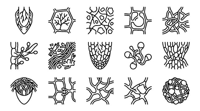 Collection of microscopic plant cell structures and fungal mycelium line icons.