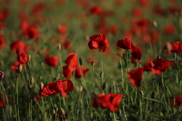 Fototapeta premium field of red poppies