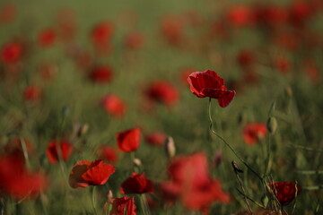 Fototapeta premium field of red poppies