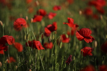 Fototapeta premium field of red poppies