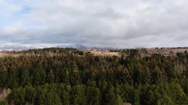 Aerial Drone View Over Dense Conifer Forest Park Near Reykjavik with Distant Mountains, Iceland