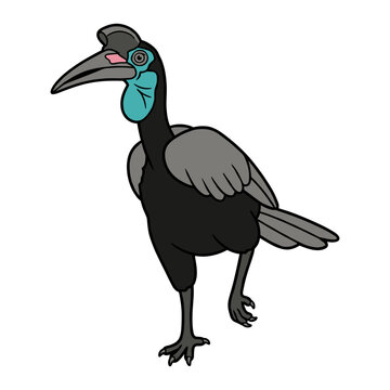 Abyssinian Ground Hornbill
