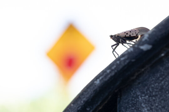 Spotted Lanternfly Against a Mostly White Background