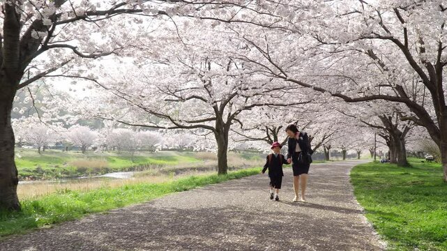 桜並木を母親と手をつないで歩く小学一年生の男の子