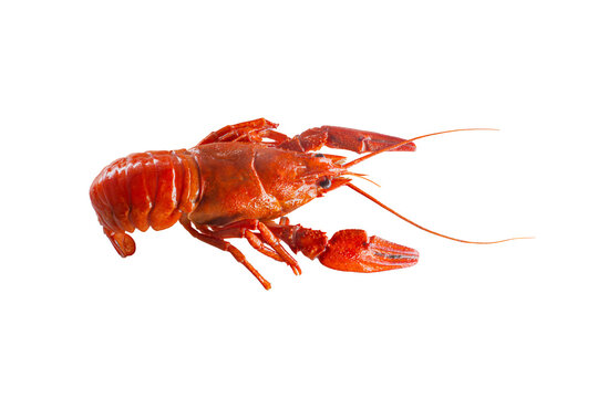 Boiled Red Crayfish Isolated on White Background