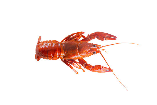 Boiled Red Crayfish Isolated on White Background