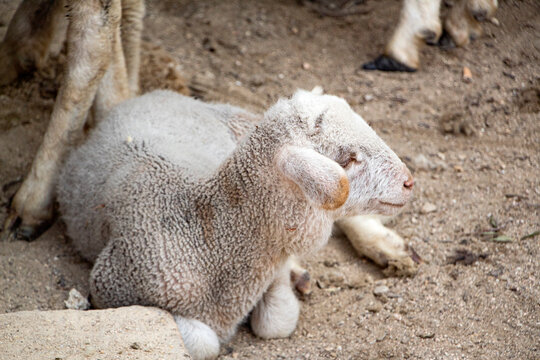 Las ovejas son uno de los animales m&aacute;s antiguos y esenciales en la historia de la ganader&iacute;a. Domesticadas hace miles de a&ntilde;os, han acompa&ntilde;ado a las comunidades rurales como fuente de lana, leche