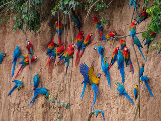 Vibrant Macaws Gathering at Clay Licks in the Tropical Rainforest of Peru © Martin