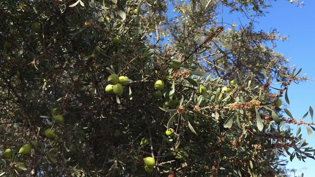Branch of an argan tree with ripening fruits swaying gently under bright sunlight in Morocco. Natural agricultural scene featuring organic argan nuts growing on traditional Moroccan argania tree.