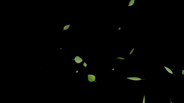 Green leaf transition animation with randomly falling leaves from top corner and a leaf passing and covering screen on black background. 4K animated for leaf transition, editing, and motion graphics.