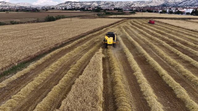 A drone shot of a modern combine harvester harvesting in a golden-yellow wheat field. Straight lines and a striking view of agricultural production.