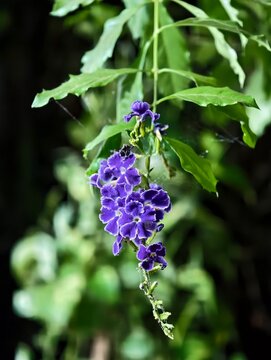Close-up shot of blooming Skyflower (Duranta Erecta)