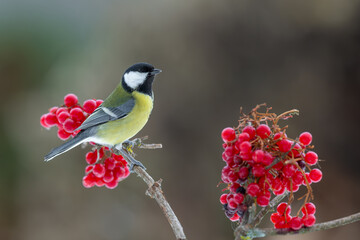 Great Tit on Guelder Rose © DK Visuals 