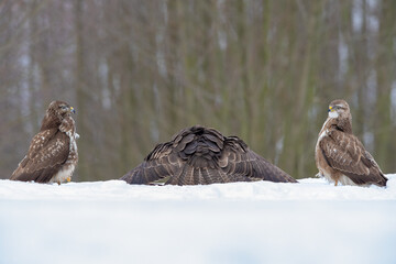 Obraz premium Three Common Buzzards