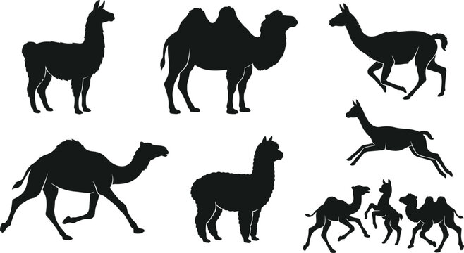 Camelid Mammal Silhouette Vector Set Featuring Camel, Llama, Alpaca, Guanaco, and Vicuna Icons for Desert Agriculture Logos and Livestock Ranch Branding