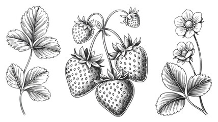Vintage strawberry hand drawn vector illustration sketch set with detailed ripe berries wild garden flowers and leaves on white background © Atikul