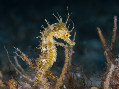 Seahorse Hippocampus guttulatus