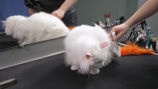 A female groomer is taking care of a white cat. She is using a hairdryer to dry the cat's coat on a table in the pet salon.