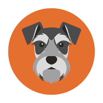 Stylized schnauzer dog portrait with a shaggy beard and perky ears centered on a vibrant orange circle isolated on white background pet portrait concept