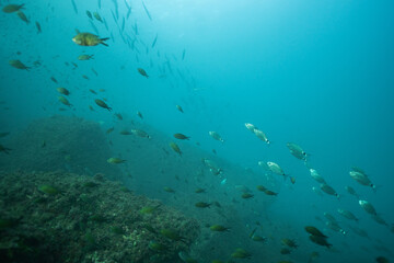 Fototapeta premium School of fish swimming peacefully in Mediterranean Sea