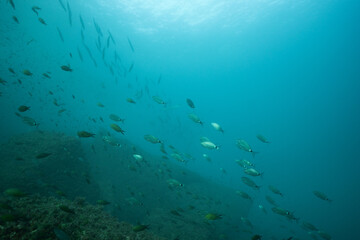 Fototapeta premium School of fish swimming in clear Mediterranean waters