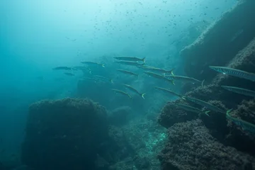 School of barracuda swimming in Mediterranean Sea coral reef © Viacheslav Yakobchuk