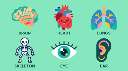 Fototapeta premium Colorful vector illustration featuring six human body organs including brain heart lungs skeleton eye and ear for educational medical design