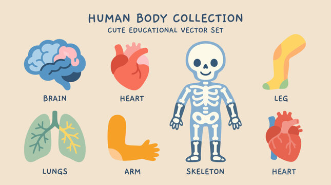 Cute educational vector graphic set featuring various human body parts including brain heart lungs skeleton leg and arm illustrations