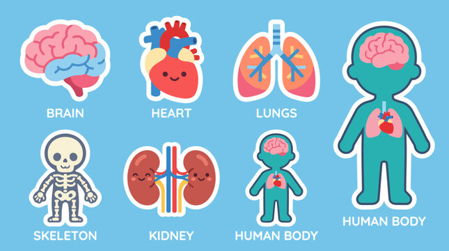 Colorful vector illustration set featuring cute cartoon human organs including brain heart lungs skeleton and kidneys for educational medical design
