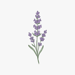 Delicate purple lavender sprig with green stems and leaves. © Ahmad