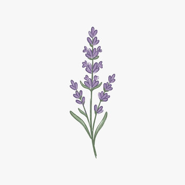 Delicate purple lavender sprig with green stems and leaves.