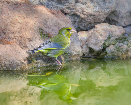 European greenfinch male, Chloris chloris, the thirsty bird standing at the water's edge in order to drink, springtime, Mallorca, Spain  